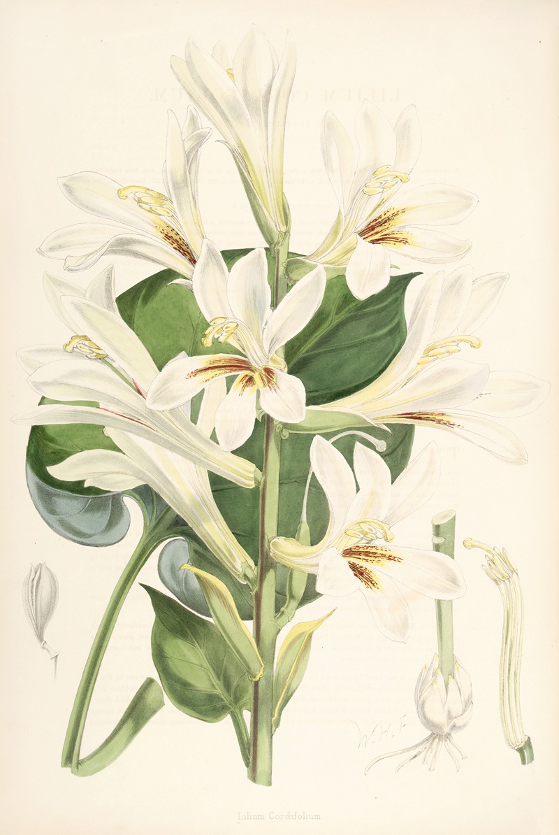 Lilium Cordifolium by Walter Hood Fitch, 1877-1880 — digital art print download