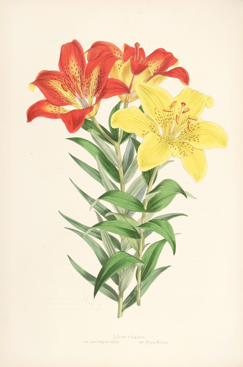 Lilium elegans var incomparabile by Walter Hood Fitch, 1877-1880 — digital art print download
