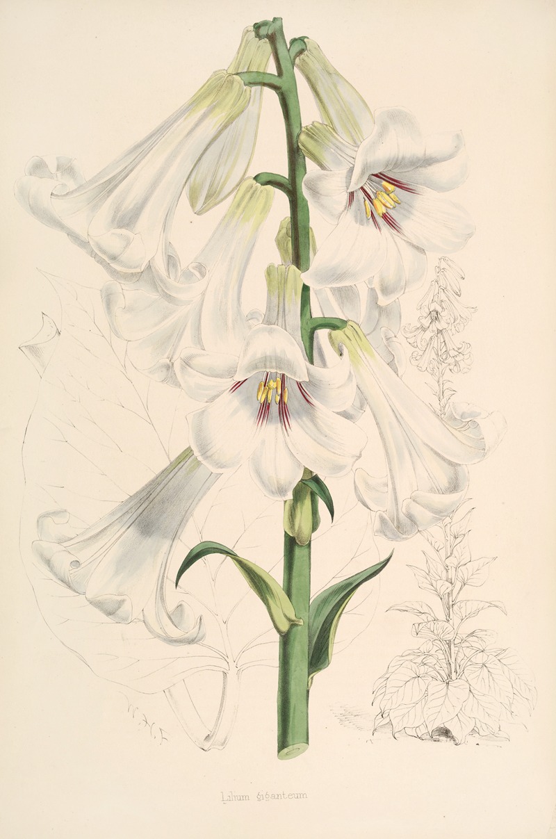 Lilium giganteum by Walter Hood Fitch, 1877-1880 — digital art print download