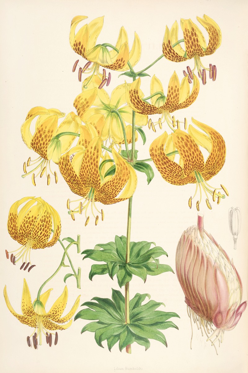 Lilium Humboldti by Walter Hood Fitch, 1877-1880 — digital art print download