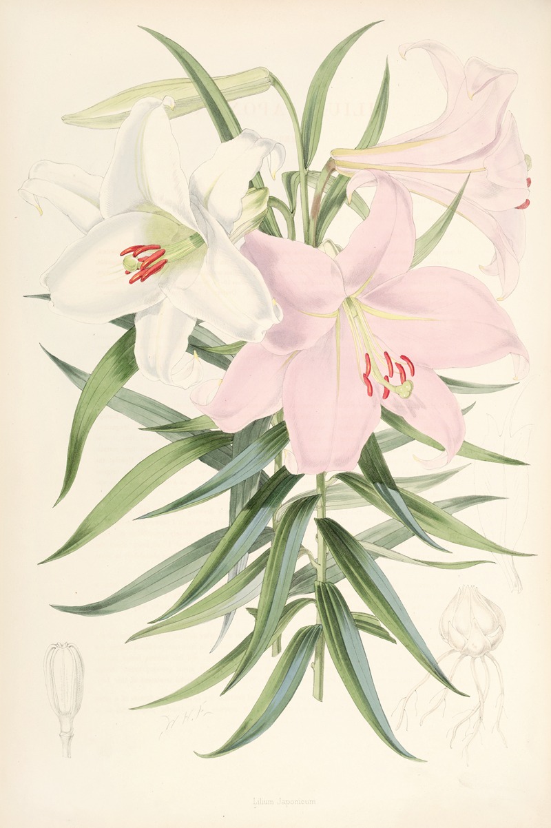 Lilium Japonicum by Walter Hood Fitch, 1877-1880 — digital art print download