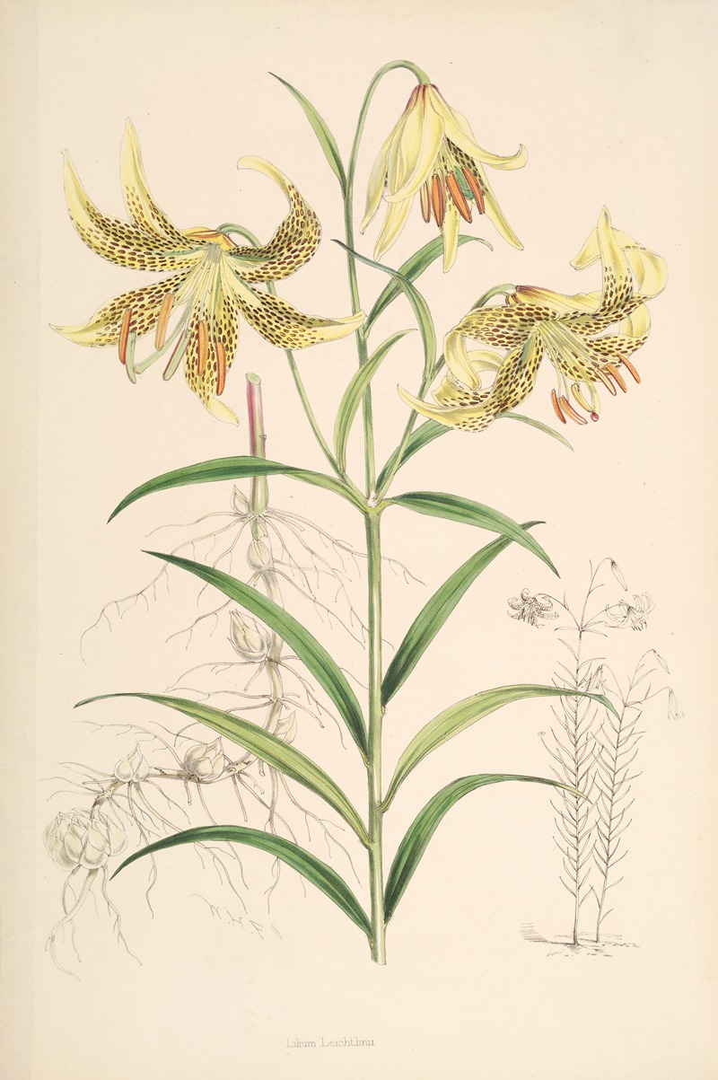 Lilium Leichtlinii by Walter Hood Fitch, 1877-1880 — digital art print download