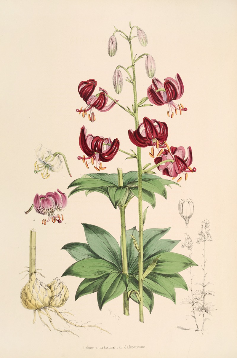 Lilium martagon var dalmaticum by Walter Hood Fitch, 1877-1880 — digital art print download