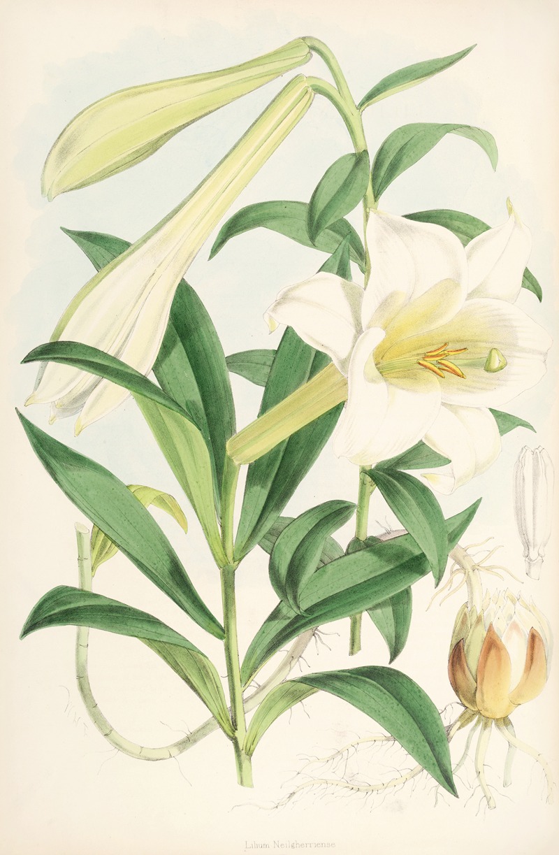 Lilium Neilgherriense by Walter Hood Fitch, 1877-1880 — digital art print download