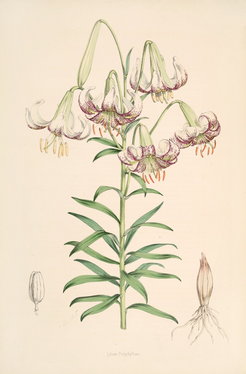 Lilium Polyphyllum by Walter Hood Fitch, 1877-1880 — digital art print download