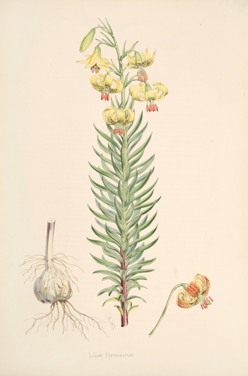 Lilium Pyrenaicum by Walter Hood Fitch, 1877-1880 — digital art print download