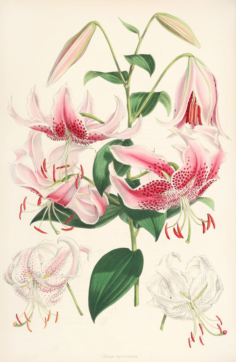 Lilium speciosum by Walter Hood Fitch, 1877-1880 — digital art print download