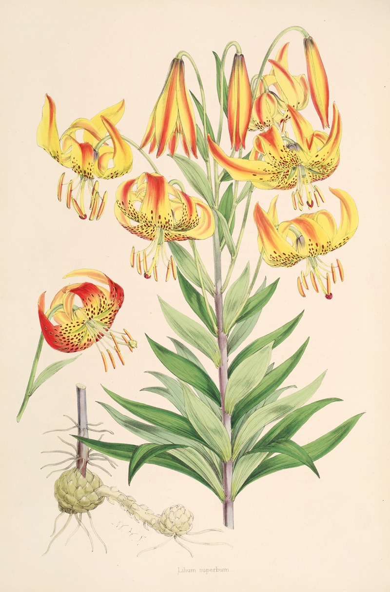 Lilium superbum by Walter Hood Fitch, 1877-1880 — digital art print download