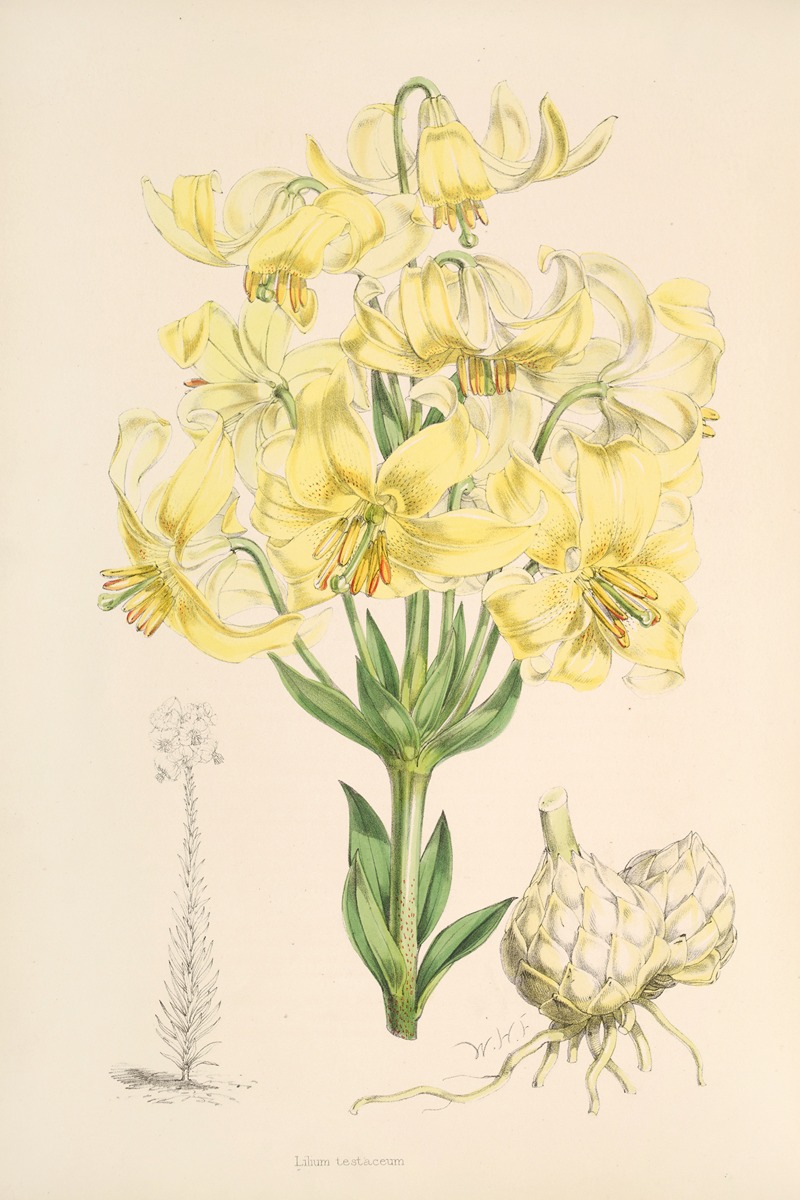 Lilium testaceum by Walter Hood Fitch, 1877-1880 — digital art print download