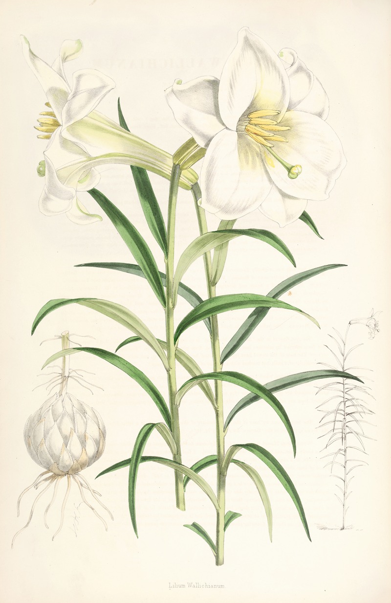 Lilium Wallichianum by Walter Hood Fitch, 1877-1880 — digital art print download