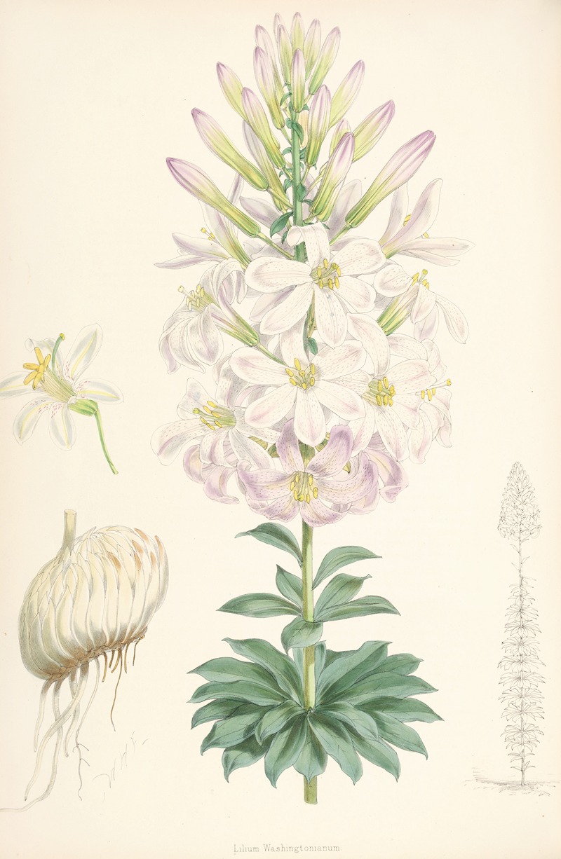 Lilium Washingtonianum by Walter Hood Fitch, 1877-1880 — digital art print download