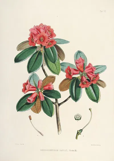The Rhododendrons of Sikkim-Himalaya Pl.07 by Walter Hood Fitch, 1849-1851 — digital art print download