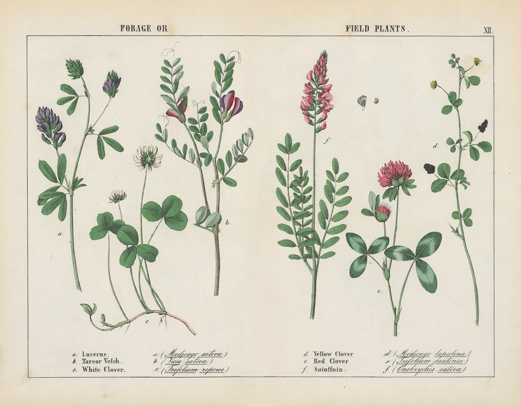 Forage or Field Plants by Charlotte Mary Yonge, 1858 — digital art print download