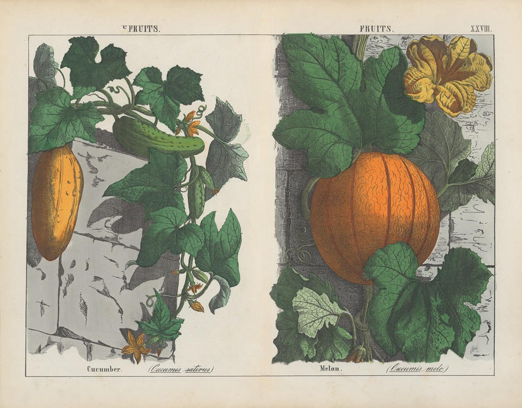Fruits (Cucumber, Melon) by Charlotte Mary Yonge, 1858 — digital art print download
