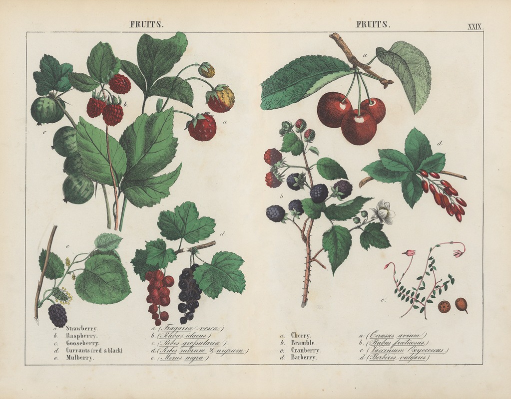 Fruits by Charlotte Mary Yonge, 1858 — digital art print download