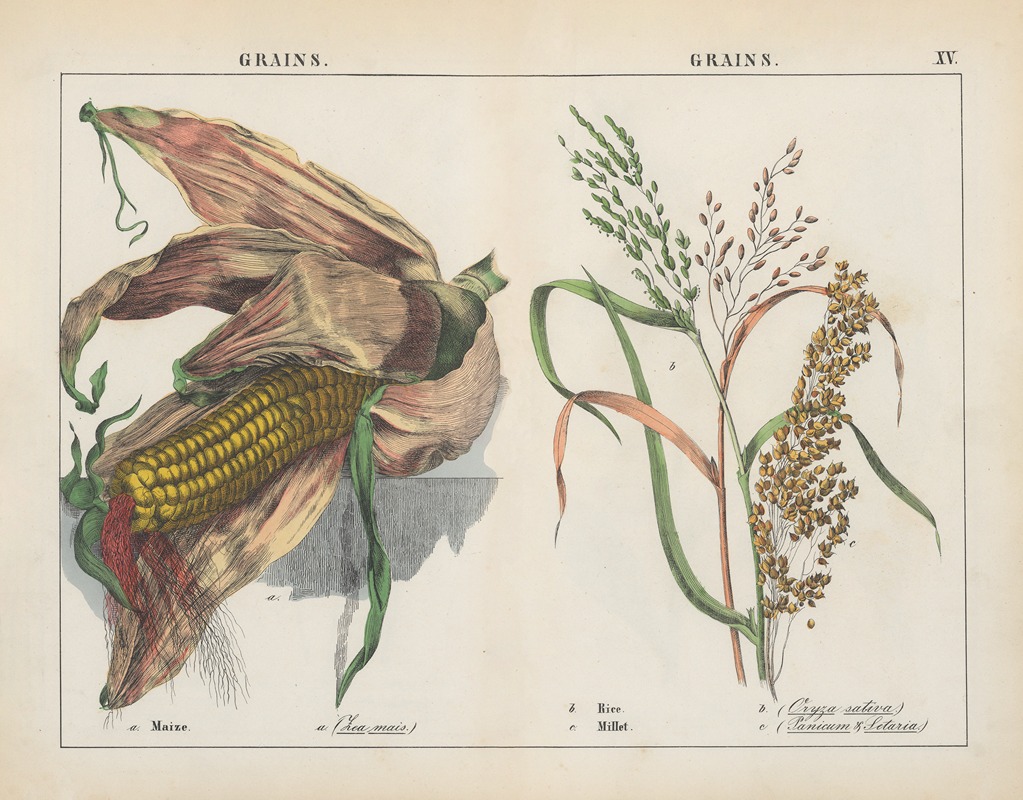 Grains (Maize, Rice, Millet) by Charlotte Mary Yonge, 1858 — digital art print download