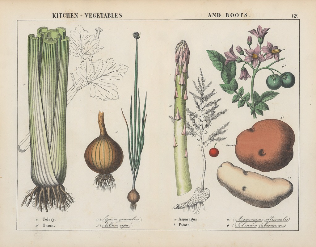 Kitchen vegetables and roots (Celery, Onion, Asparagus, Potato) — Charlotte Mary Yonge