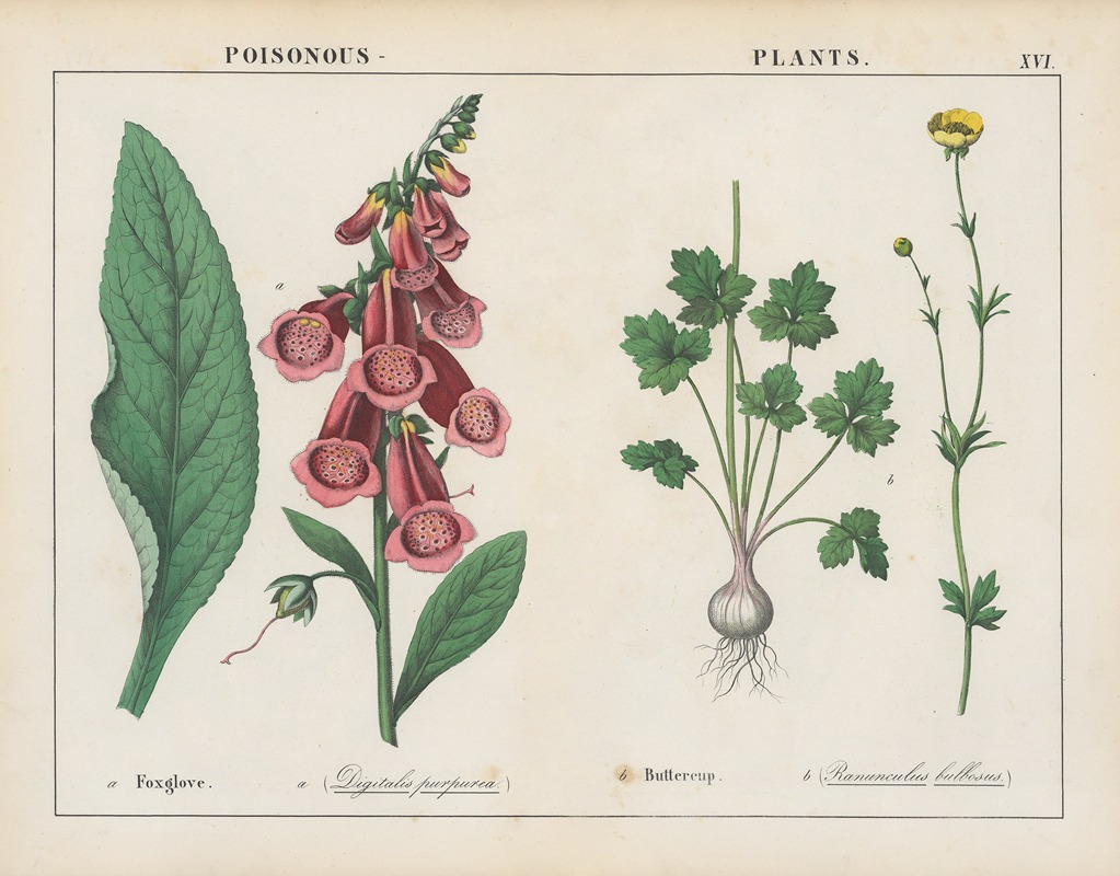 Poisonous Plants (Foxglove, Buttercup) — Charlotte Mary Yonge