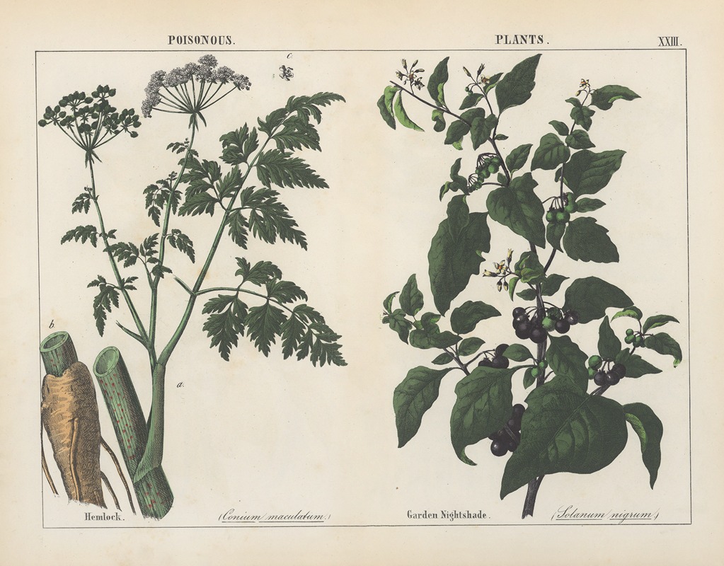 Poisonous Plants (Hemlock, Garden Nightshade) — Charlotte Mary Yonge