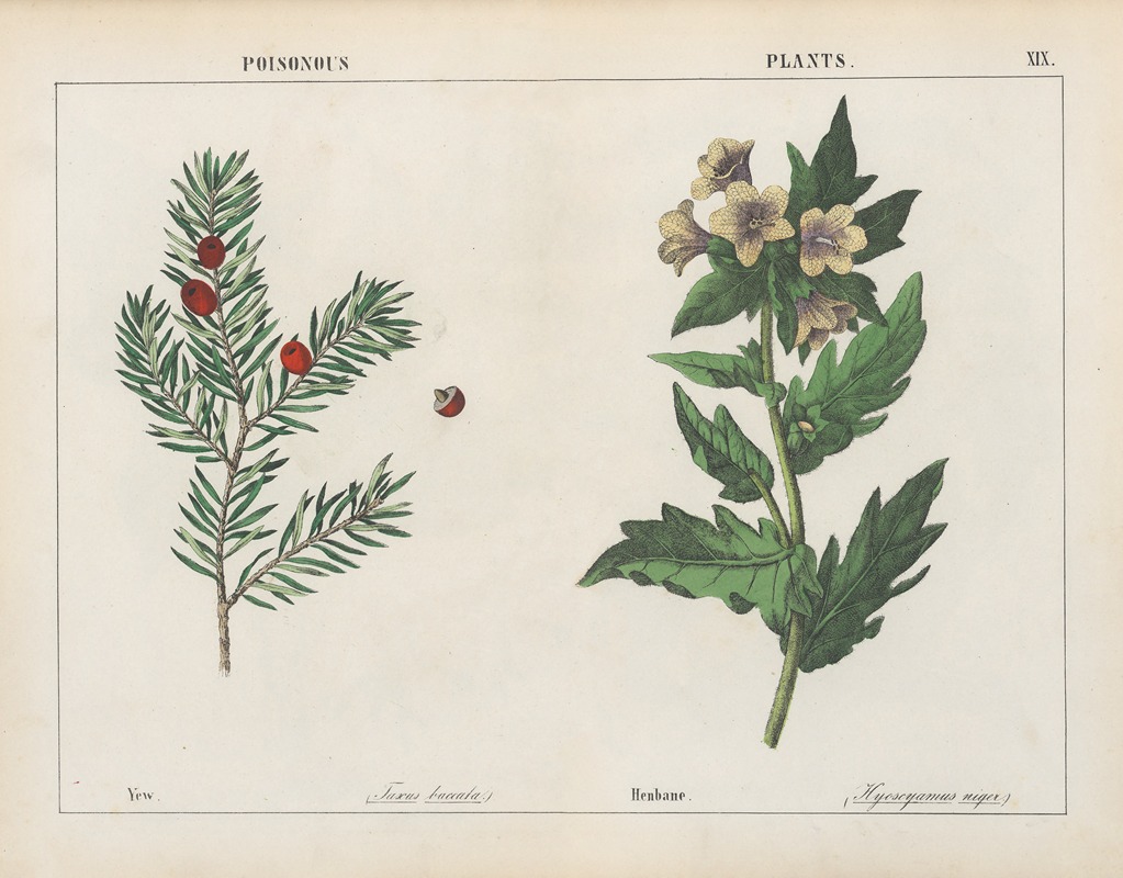 Poisonous Plants (Yew, Henbane) — Charlotte Mary Yonge