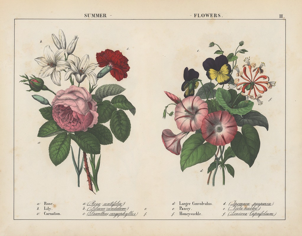 Summer Flowers by Charlotte Mary Yonge, 1858 — digital art print download