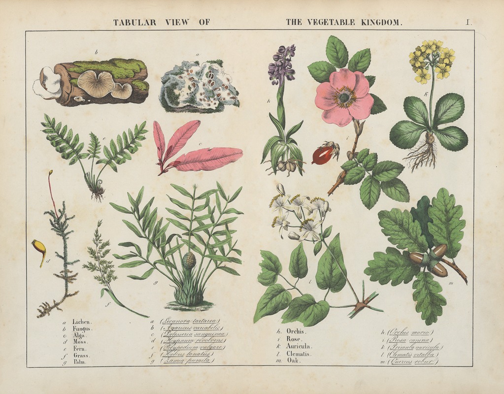 Tabular view of the vegetable kingdom — Charlotte Mary Yonge