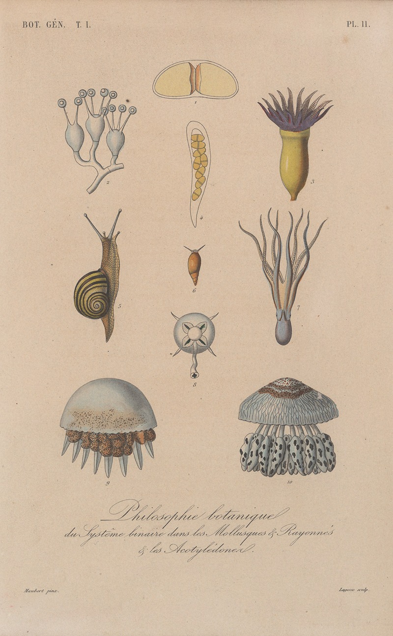 Traité de botanique générale Pl.011 by François Hérincq — digital art print download