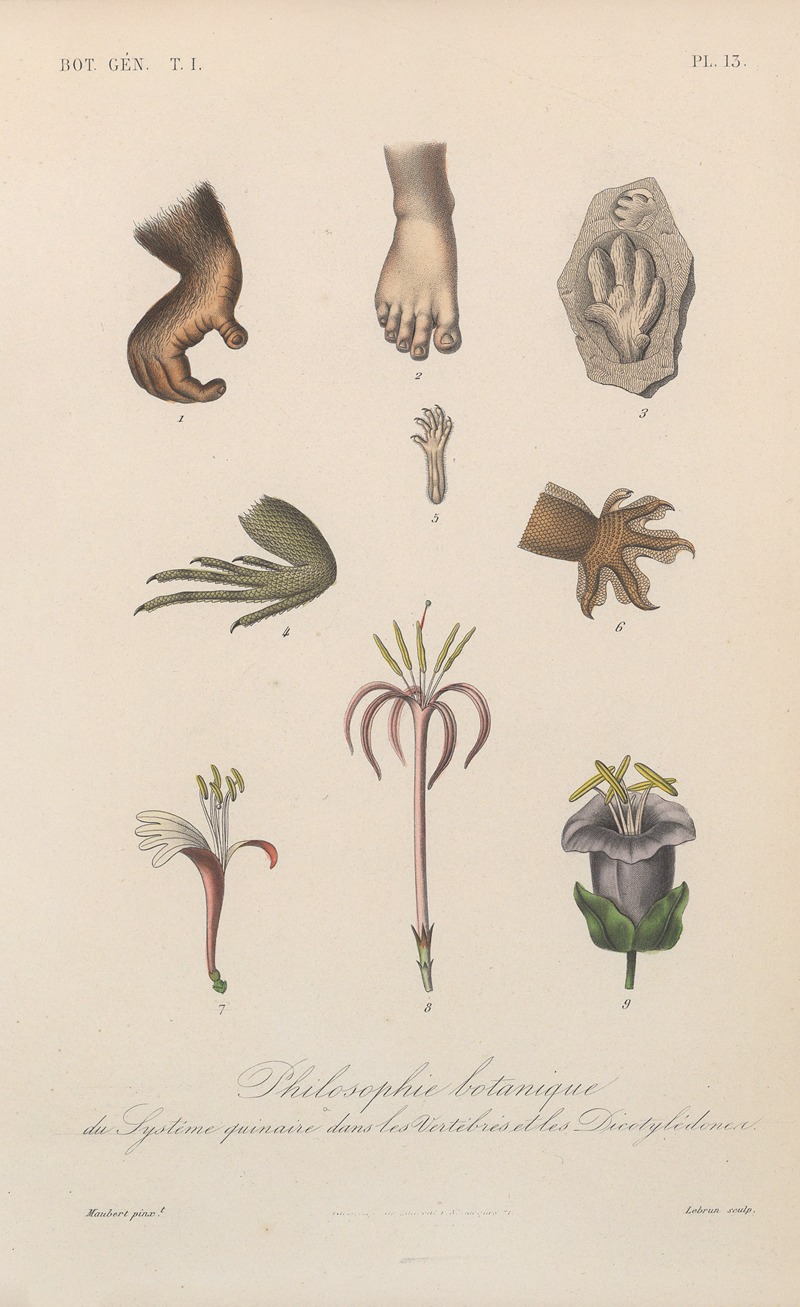 Traité de botanique générale Pl.013 by François Hérincq — digital art print download