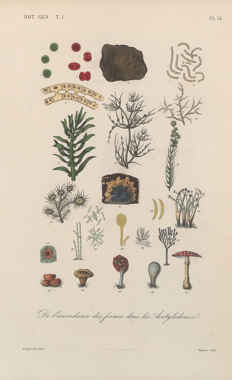 Traité de botanique générale Pl.014 by François Hérincq — digital art print download