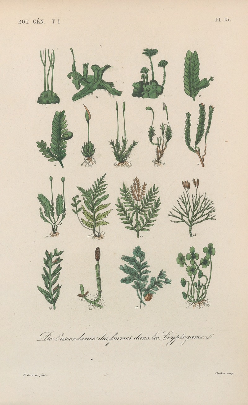 Traité de botanique générale Pl.015 by François Hérincq — digital art print download