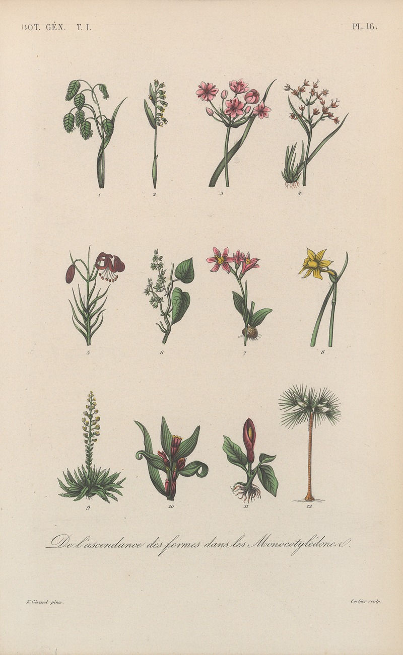 Traité de botanique générale Pl.016 by François Hérincq — digital art print download