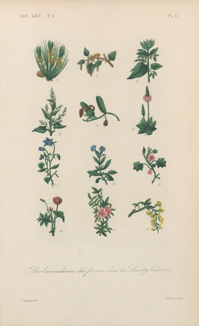 Traité de botanique générale Pl.017 by François Hérincq — digital art print download
