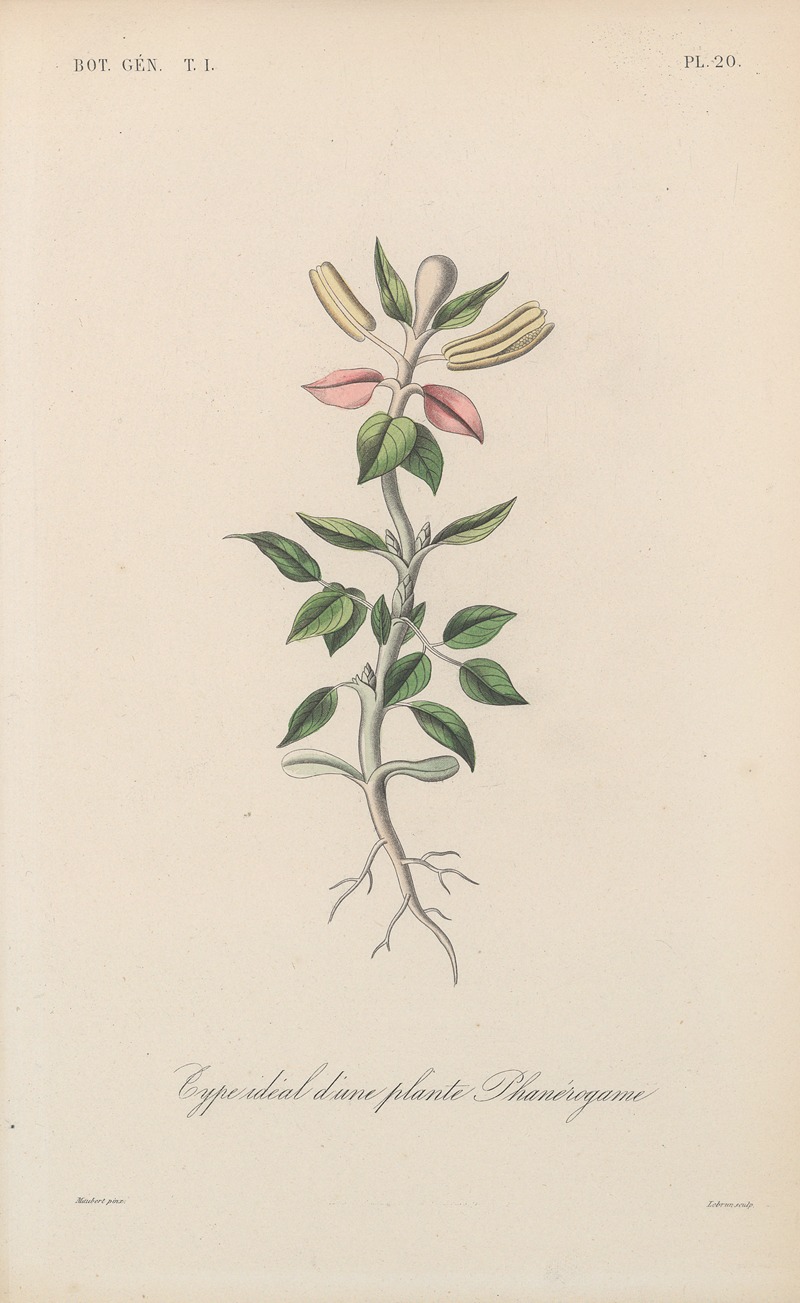 Traité de botanique générale Pl.020 by François Hérincq — digital art print download