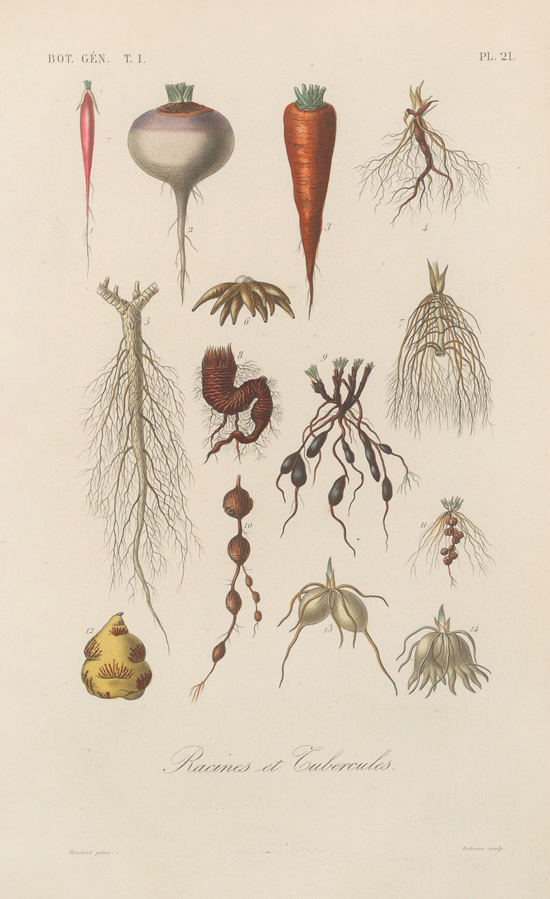 Traité de botanique générale Pl.021 by François Hérincq — digital art print download