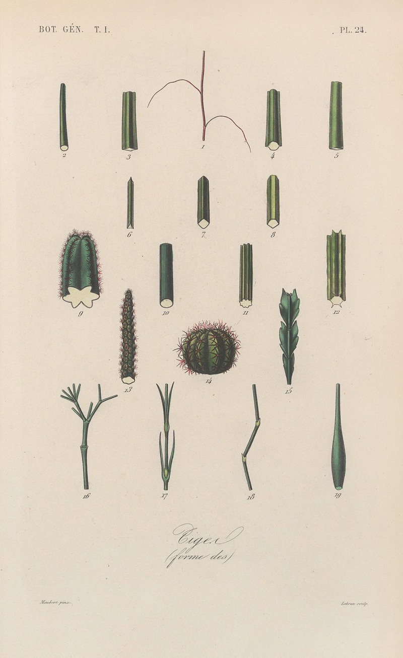 Traité de botanique générale Pl.024 by François Hérincq — digital art print download