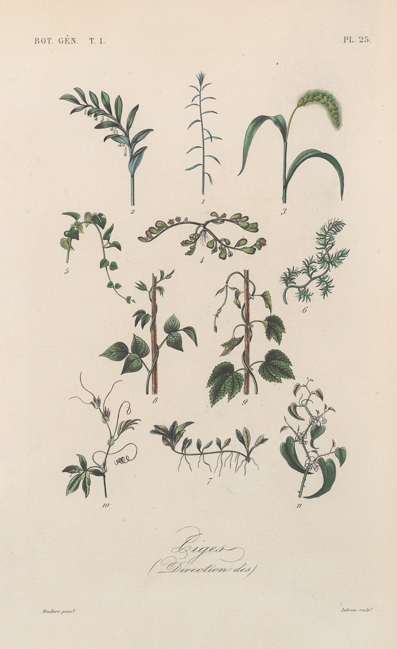 Traité de botanique générale Pl.025 by François Hérincq — digital art print download