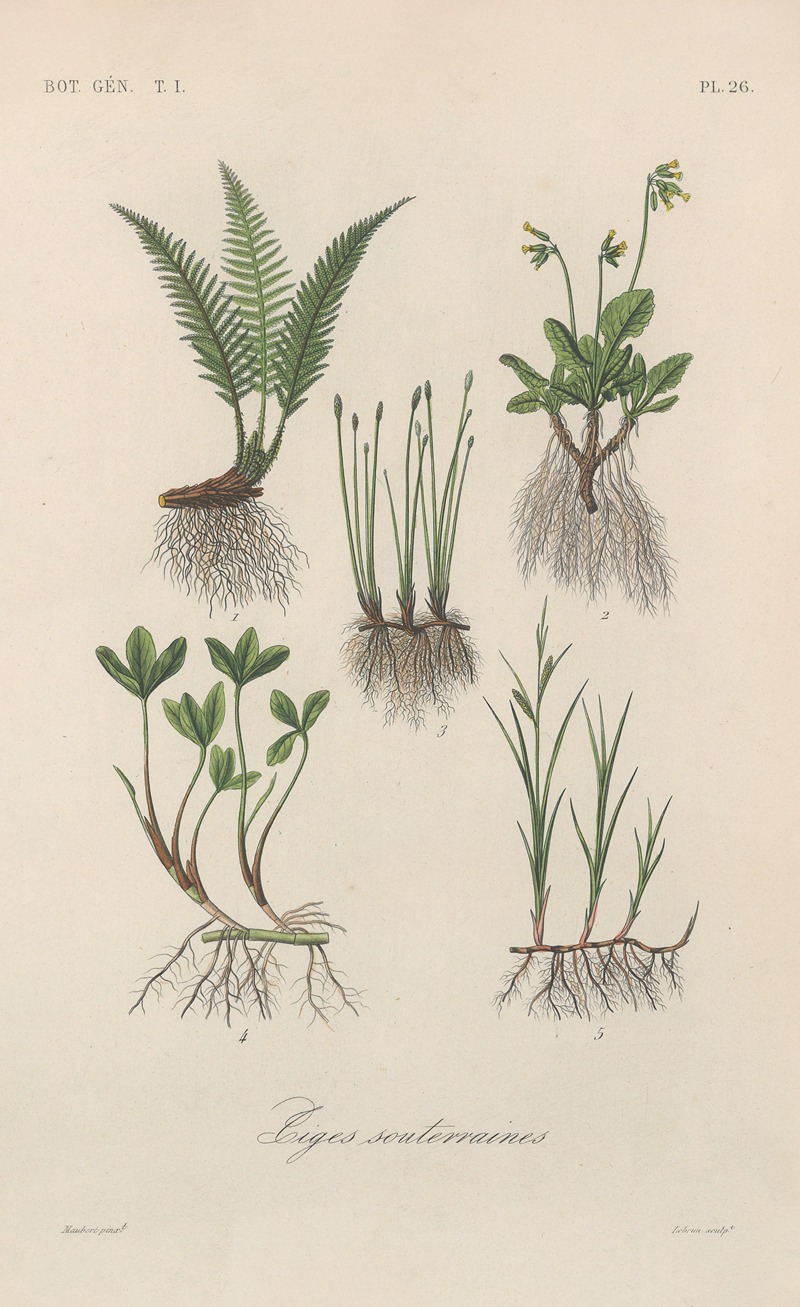 Traité de botanique générale Pl.026 by François Hérincq — digital art print download