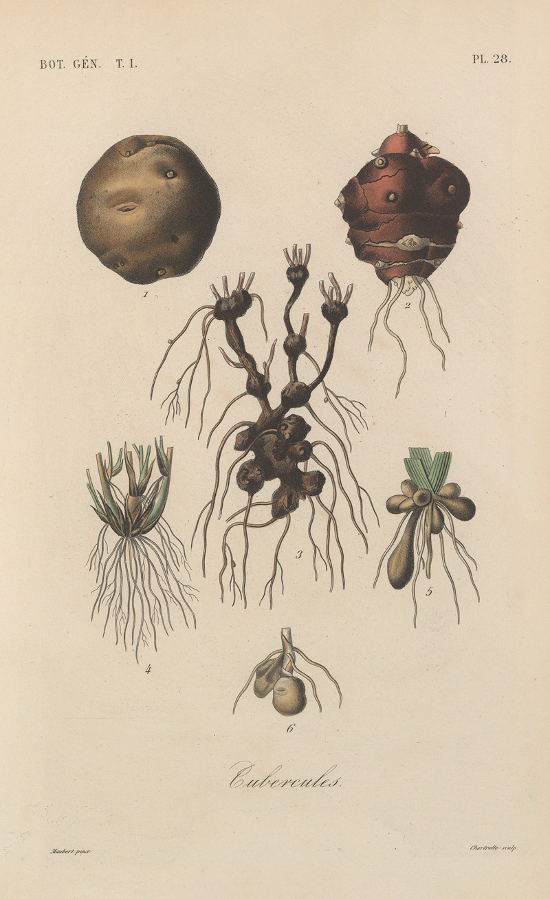Traité de botanique générale Pl.028 by François Hérincq — digital art print download