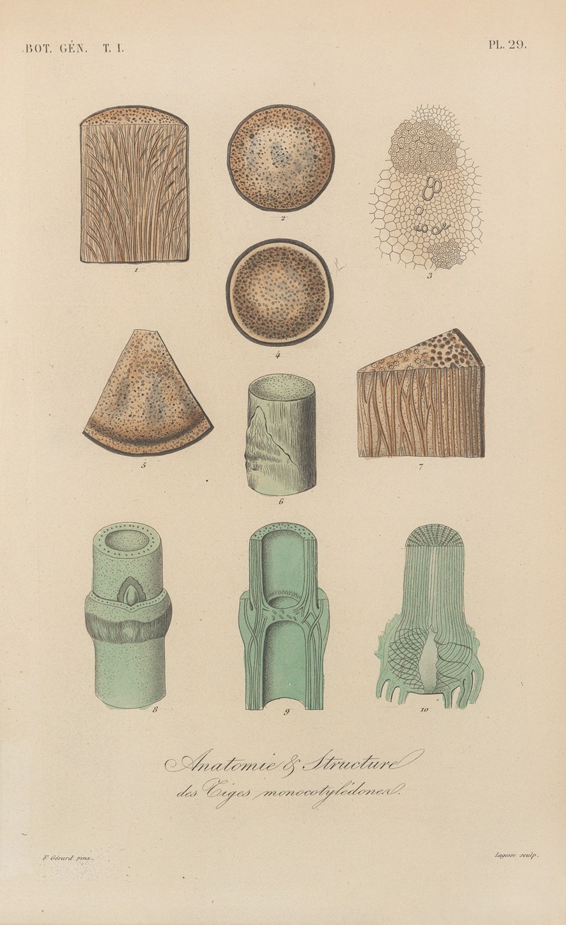 Traité de botanique générale Pl.029 by François Hérincq — digital art print download