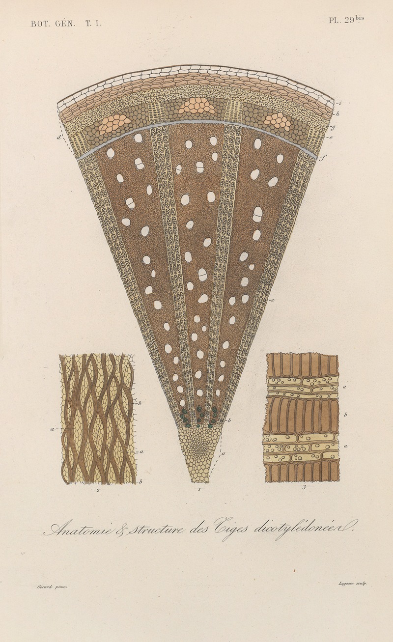 Traité de botanique générale Pl.030 by François Hérincq — digital art print download