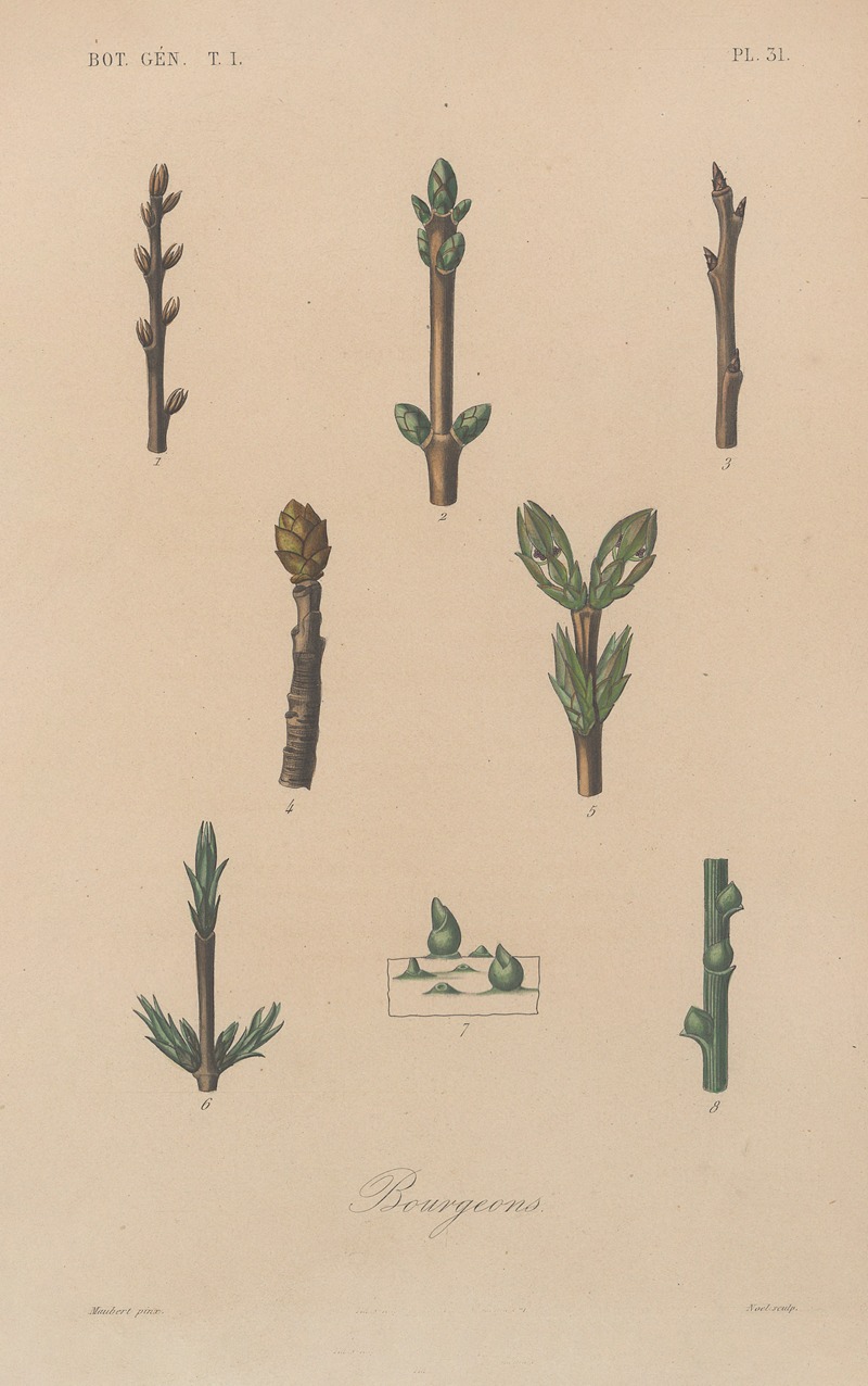 Traité de botanique générale Pl.032 by François Hérincq — digital art print download