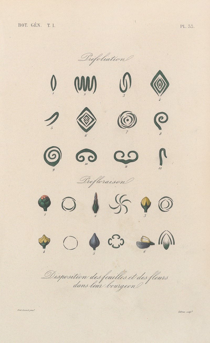Traité de botanique générale Pl.034 by François Hérincq — digital art print download