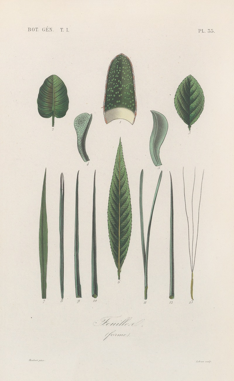Traité de botanique générale Pl.036 by François Hérincq — digital art print download