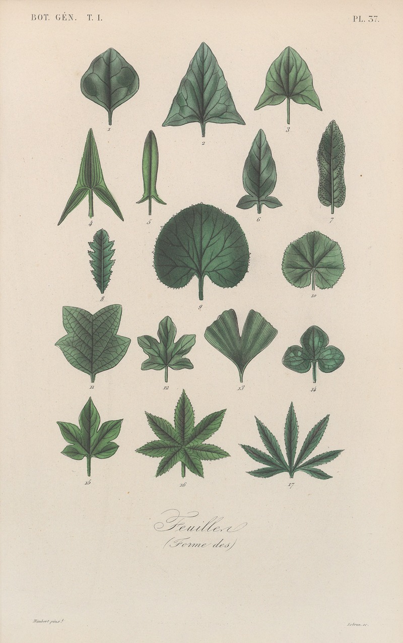 Traité de botanique générale Pl.038 by François Hérincq — digital art print download