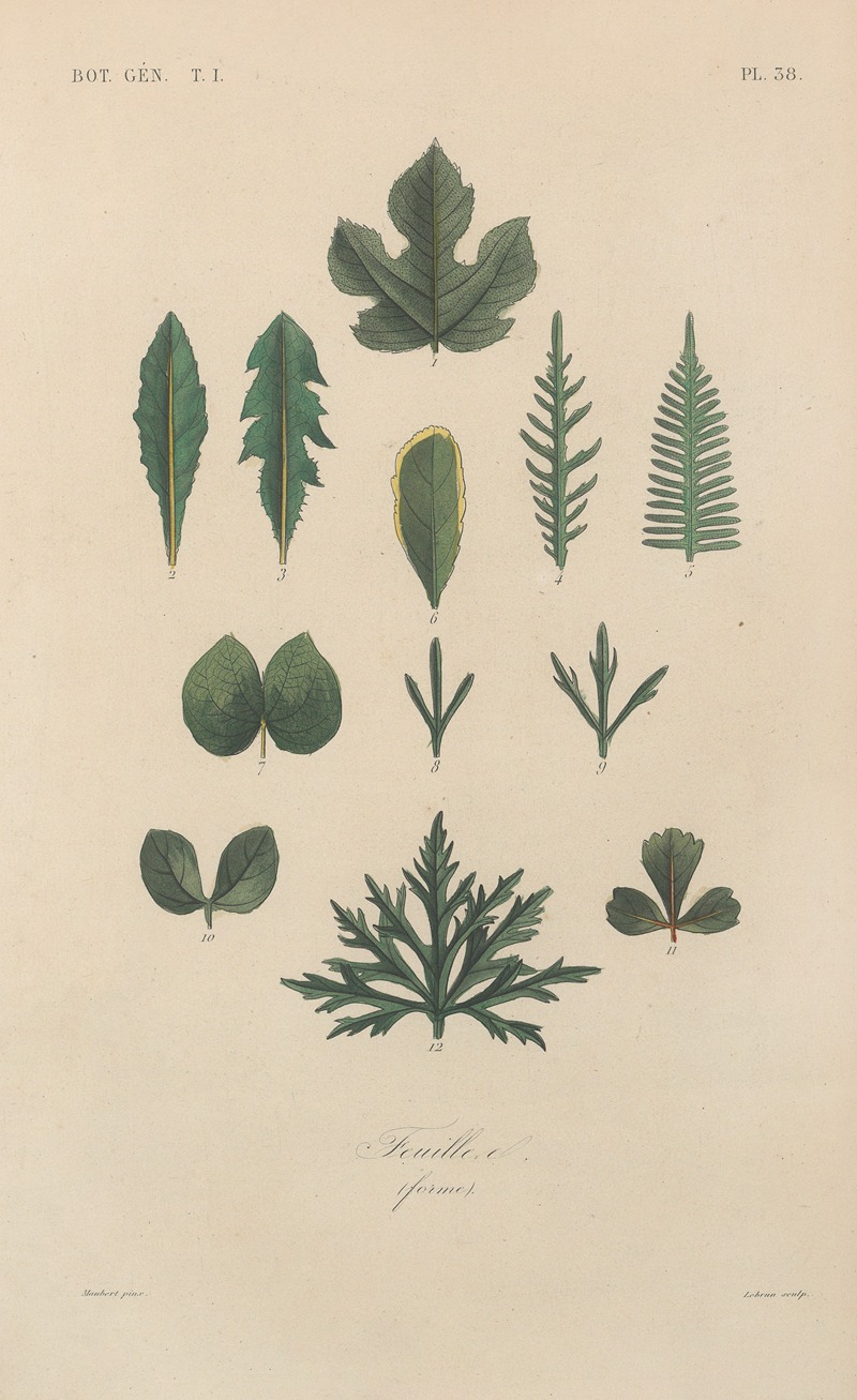 Traité de botanique générale Pl.039 by François Hérincq — digital art print download
