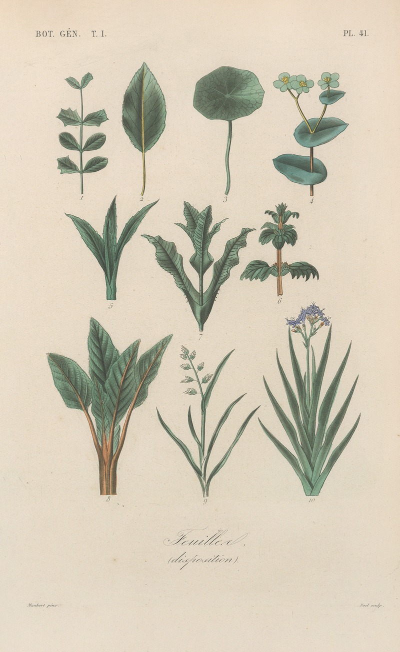 Traité de botanique générale Pl.042 by François Hérincq — digital art print download