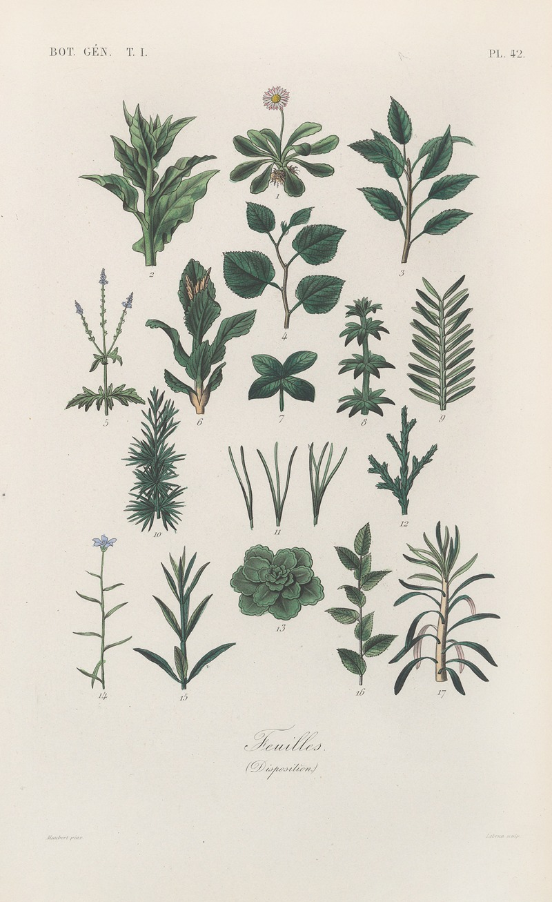 Traité de botanique générale Pl.043 by François Hérincq — digital art print download