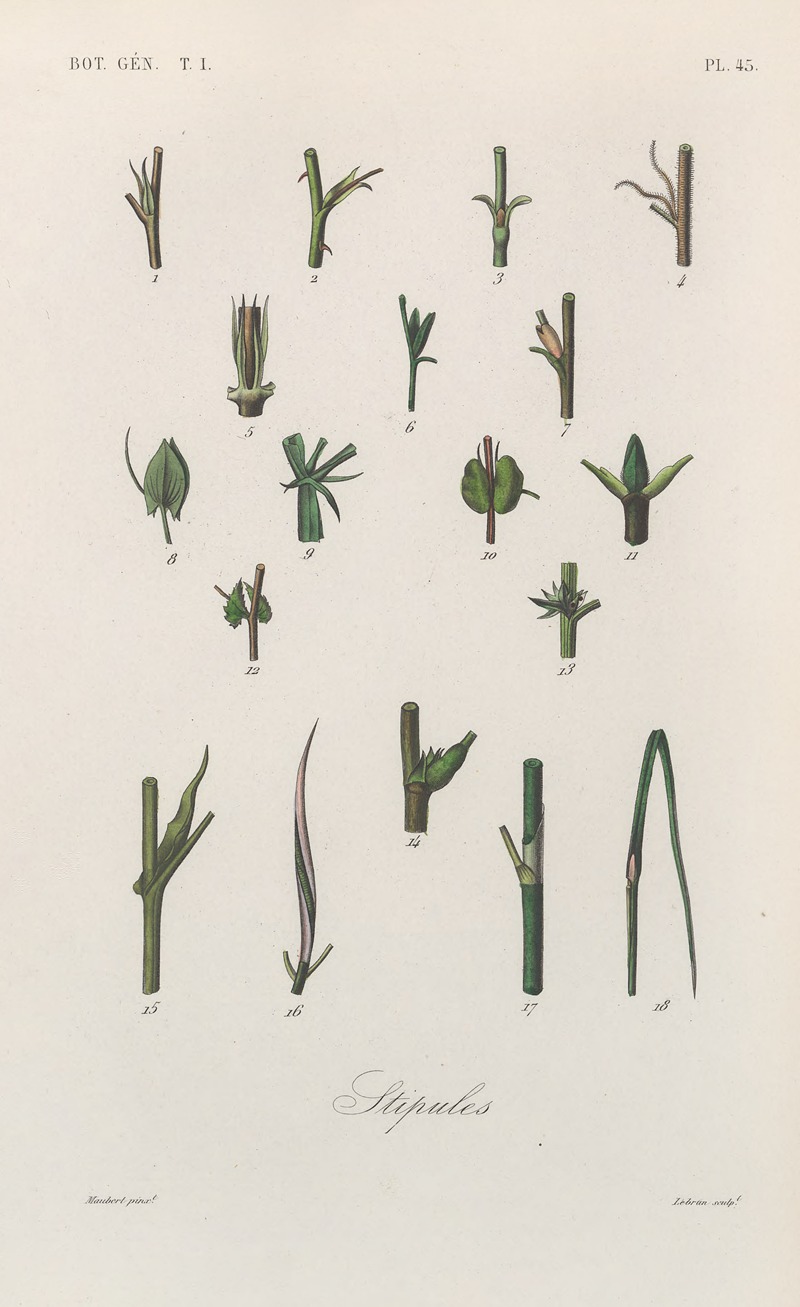 Traité de botanique générale Pl.046 by François Hérincq — digital art print download