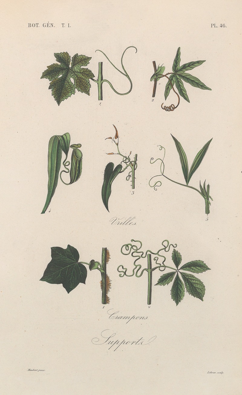 Traité de botanique générale Pl.047 by François Hérincq — digital art print download