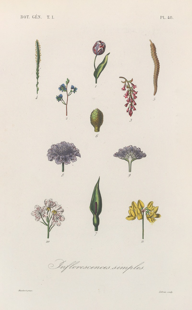 Traité de botanique générale Pl.049 by François Hérincq — digital art print download